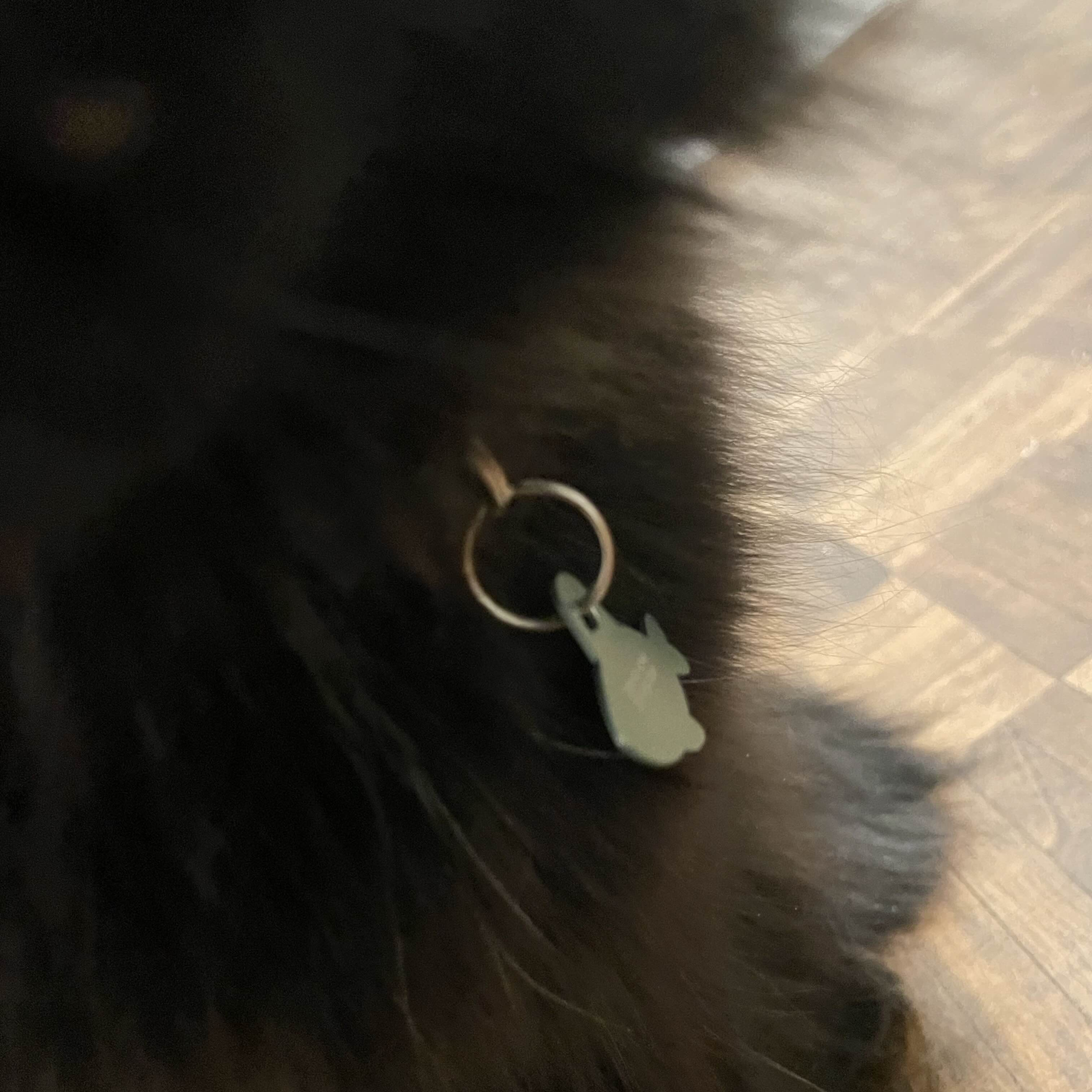 Our cat's metal collar
